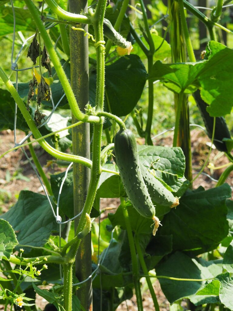 cucumber, garden, green, nature, bio, cucumber, cucumber, cucumber, cucumber, cucumber